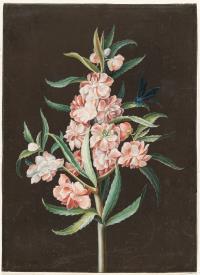 Rosa Gartenbalsamine mit blauer Libelle