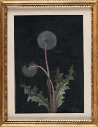 Löwenzahn mit Raupe und rotem Käfer