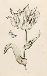 Geflammte Tulpe mit Schmetterling und Marienkäfer