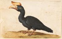 3 Bll.: Kasuar – Doppelhornvogel – Hellroter Ara