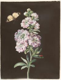 Levkoje mit Schmetterling und braunem Käfer