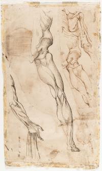 Anatomische Arm- und Beinstudien (recto-verso)