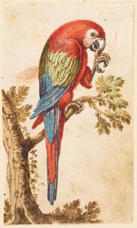 3 Bll.: Kasuar – Doppelhornvogel – Hellroter Ara