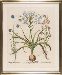 2 Bll. aus: Hortus Eystettensis