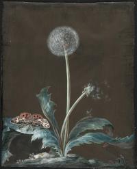 Pusteblume mit Nachtfalter