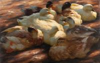 Ruhende Enten