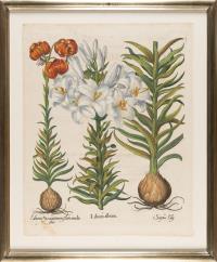 2 Bll. aus: Hortus Eystettensis