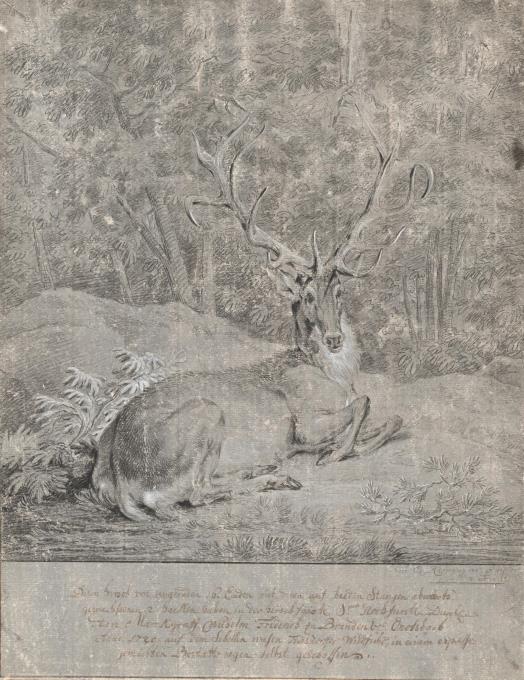 Kapitaler Hirsch, in Waldlichtung ruhend