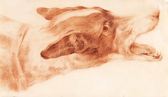 Kopf eines Jagdhundes