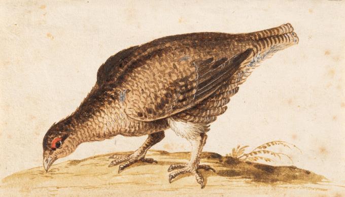 3 Bll.: Auerhuhn – Schwarzes Wasserhuhn – Weißer Kranich (verso Phönix)