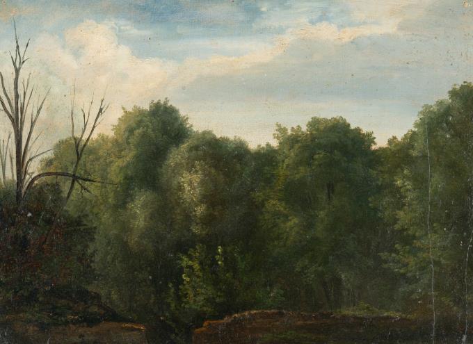 Waldstück mit einem unbelaubten Baum