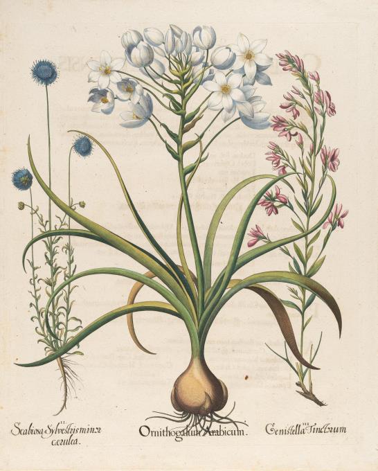 2 Bll. aus: Hortus Eystettensis