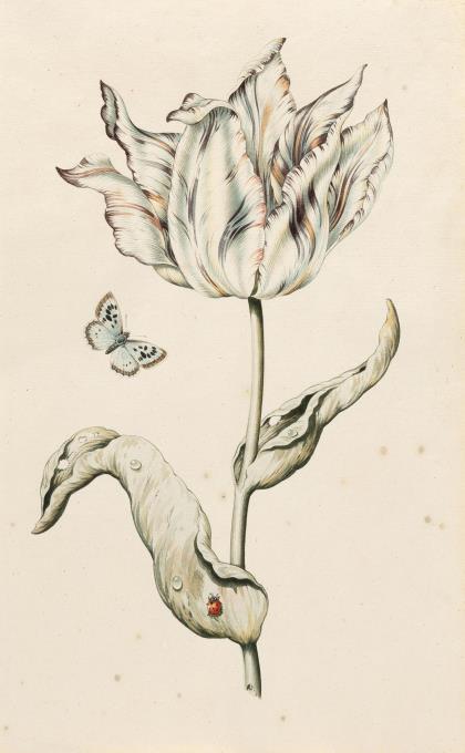 Geflammte Tulpe mit Schmetterling und Marienkäfer