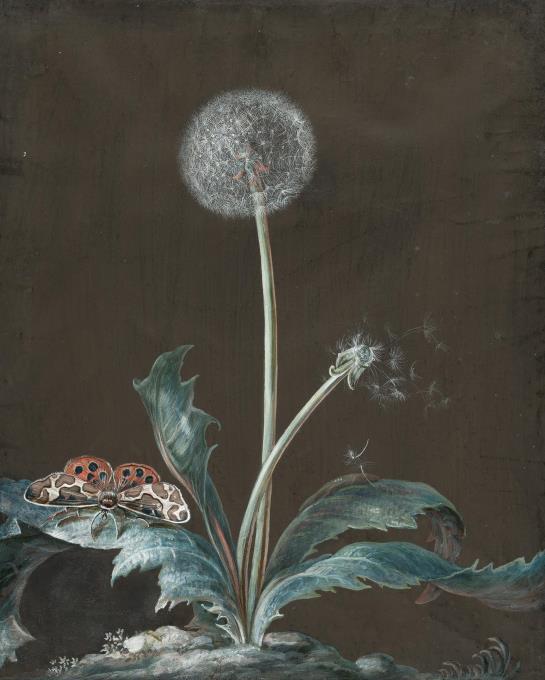 Pusteblume mit Nachtfalter
