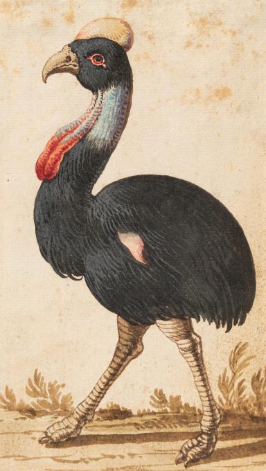 3 Bll.: Kasuar – Doppelhornvogel – Hellroter Ara