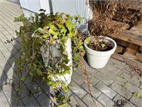 Partij bloembakken en buitenplanten – kavel bij VH Auctions