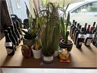 Partij planten in pot – kavel bij VH Auctions