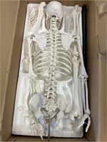 Anatomisch skelet – kavel bij VH Auctions