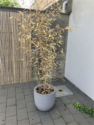Partij diverse planten in pot – kavel bij VH Auctions