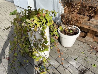 Partij bloembakken en buitenplanten – kavel bij VH Auctions