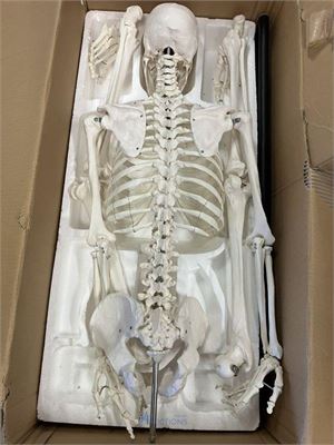 Anatomisch skelet – kavel bij VH Auctions
