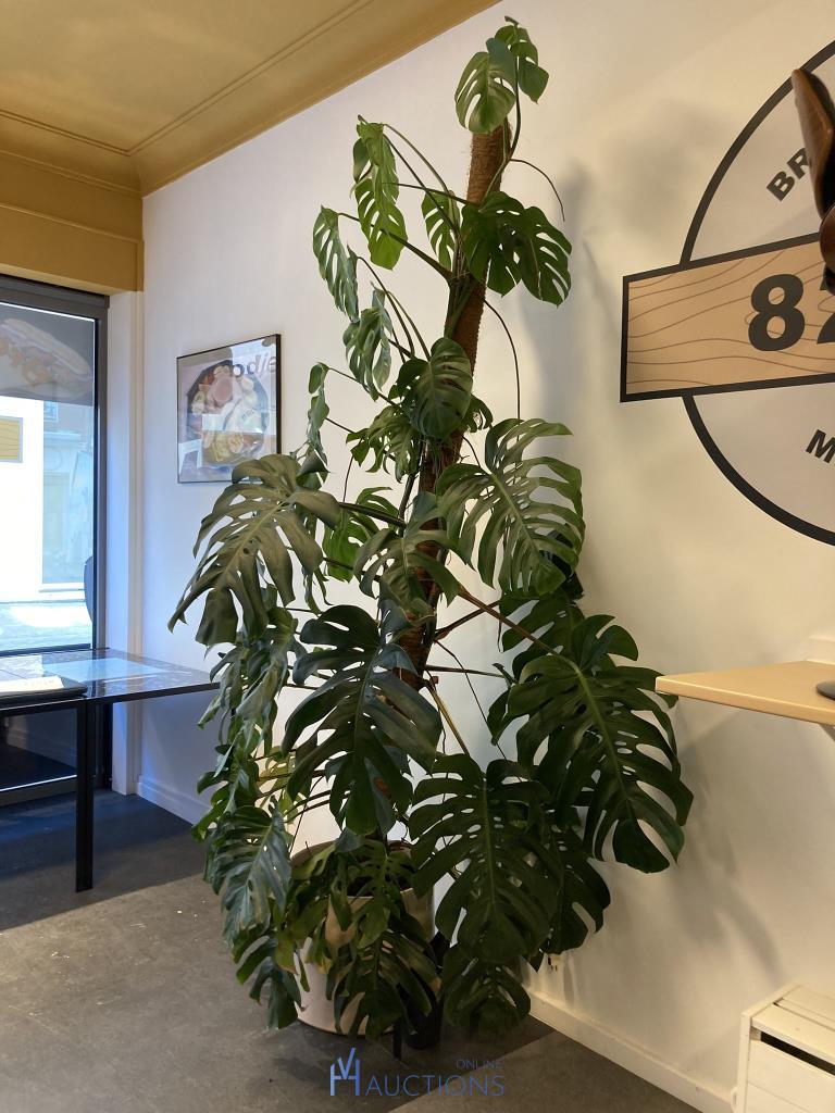grote plant