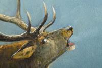 Müller, Moritz: Rothirsch