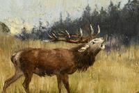 Herrmann, H.: Hirsch am Waldrand