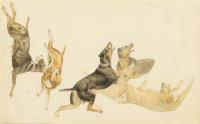 Lucas, August: Studie Hundemeute