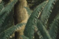 Bosma, Wim: Bäume bei der Säule